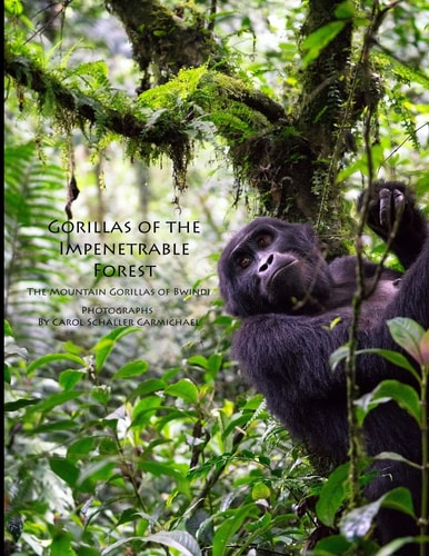 Gorillas of the Impenetrable Forest The Mountain Gorillas of Bwindi