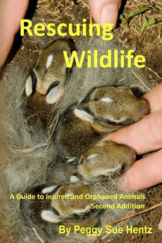 Rescueing Wildlife A Guide to Helping Injured & Orphaned Animals