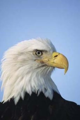On Wings Like Eagles Rising Above the Rough Times