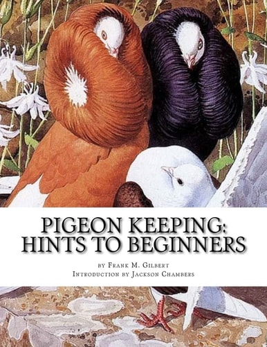 Pigeon Keeping Hints To Beginners