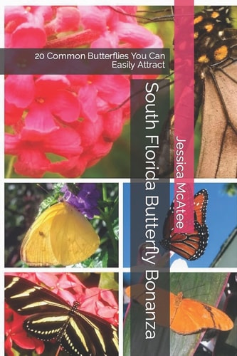 South Florida Butterfly Bonanza 20 Common Butterflies You Can Easily Attract
