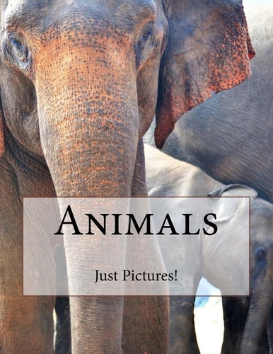Animals