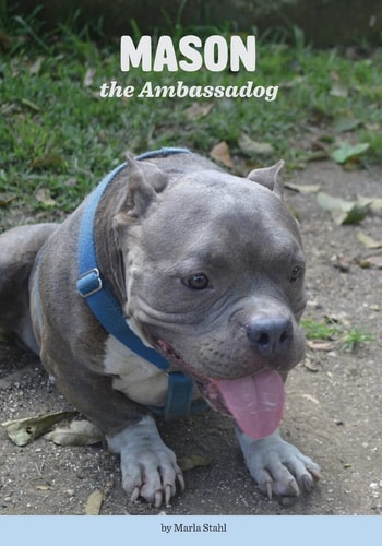 Mason the Ambassadog