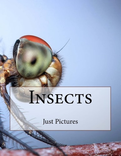 Insects