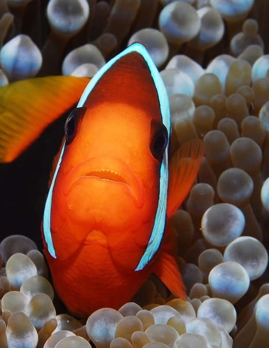 Clown Fish