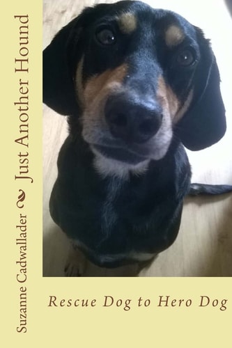 Just Another Hound Rescue Dog to Hero Dog