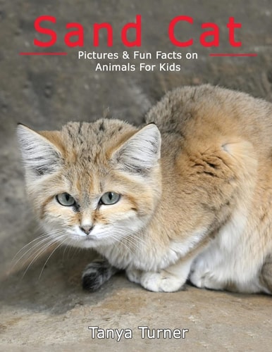 Sand Cat Pictures and Fun Facts on Animals for Kids