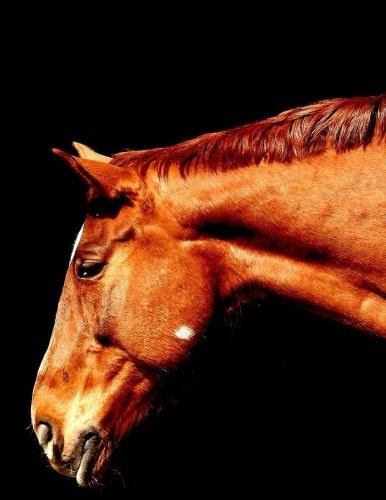 Horses