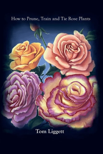 How to Prune, Train and Tie Rose Plants