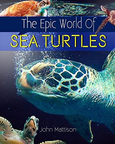 The Epic World Of Sea Turtles