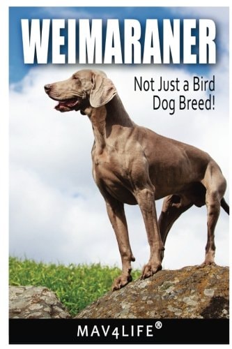 Weimaraner Not Just a Bird Dog Breed!