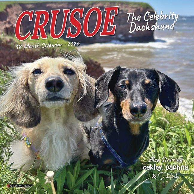Crusoe the Celebrity Dachshund 2026 7 X 7 Mini Wall Calendar