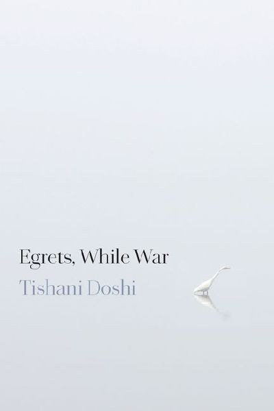 Egrets, While War