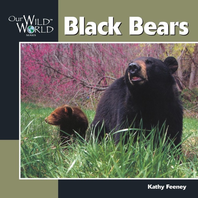 Black Bear