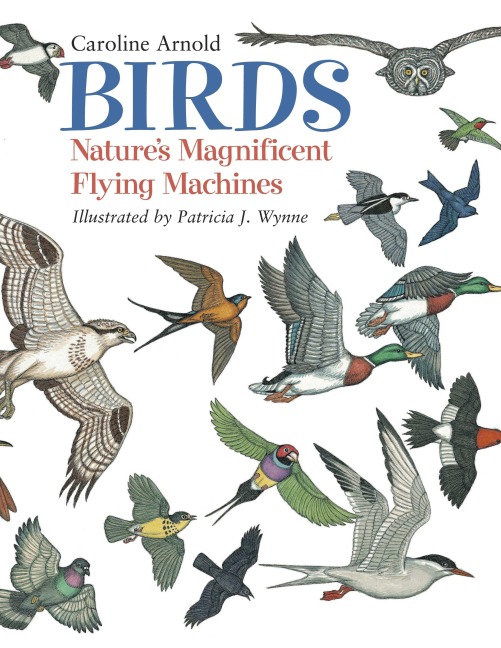 Birds: Natures Magnificent Flying Machines
