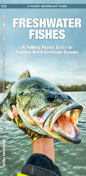 Freshwater Fishes: A Folding Pocket Guide to Familiar North American Species
