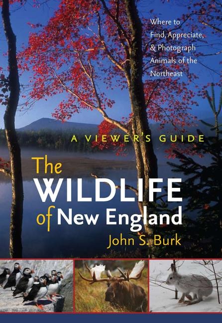 The Wildlife of New England: A Viewers Guide