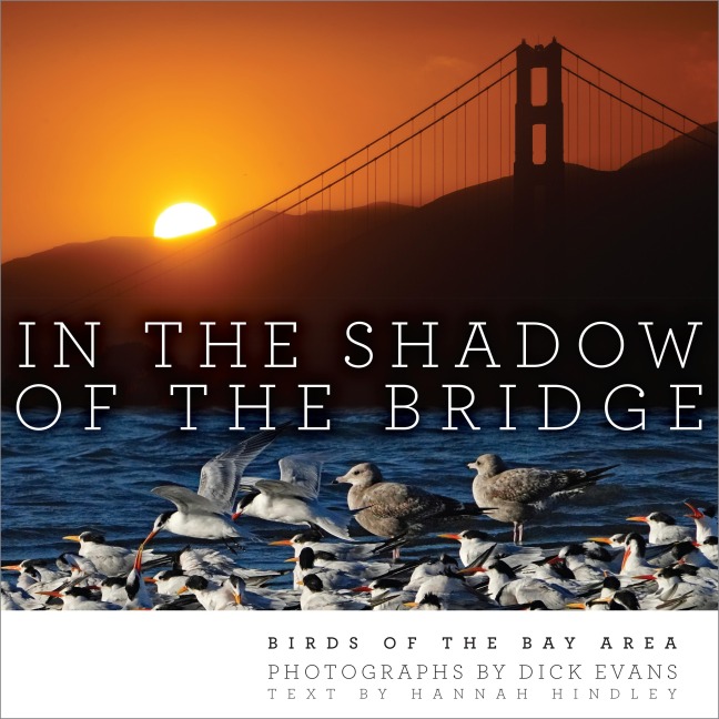 In the Shadow of the Bridge: Birds of the Bay Area
