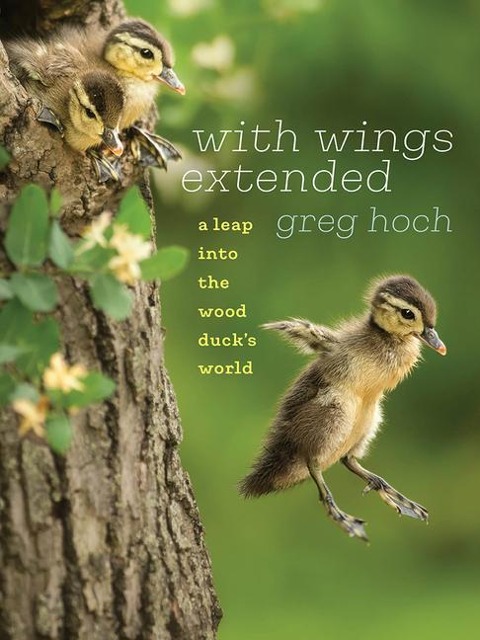 With Wings Extended: A Leap Into the Wood Ducks World