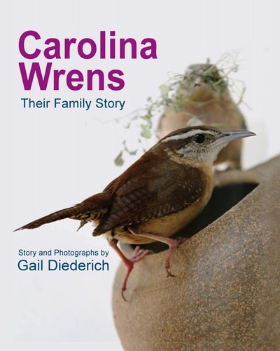 Carolina Wrens Their Family Story