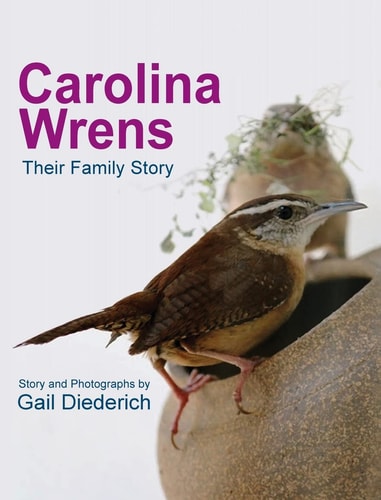 Carolina Wrens Their Family Story