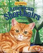 American Shorthairs: Pioneers