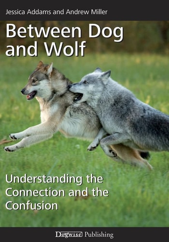 Between Dog and Wolf Understanding the Connection and the Confusion