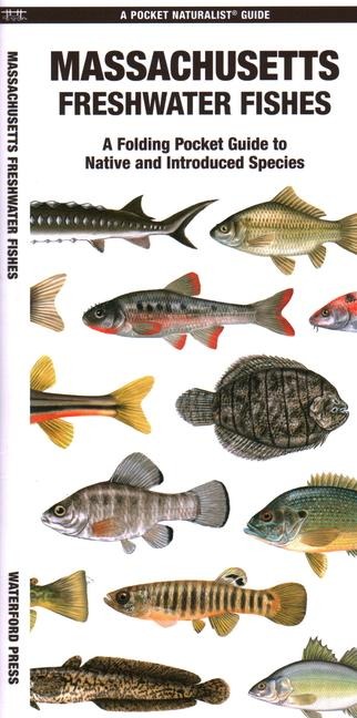 Massachusetts Freshwater Fishes
