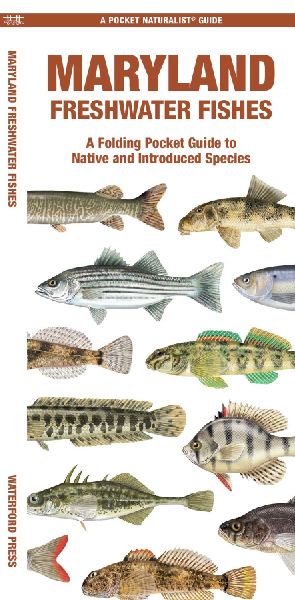 Maryland Freshwater Fishes: A Folding Pocket Guide to Native and Introduced Species