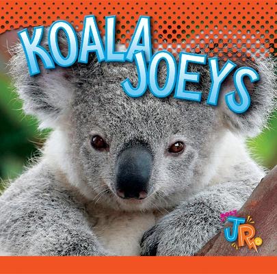 Koala Joeys