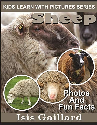 Sheep Photos and Fun Facts for Kids