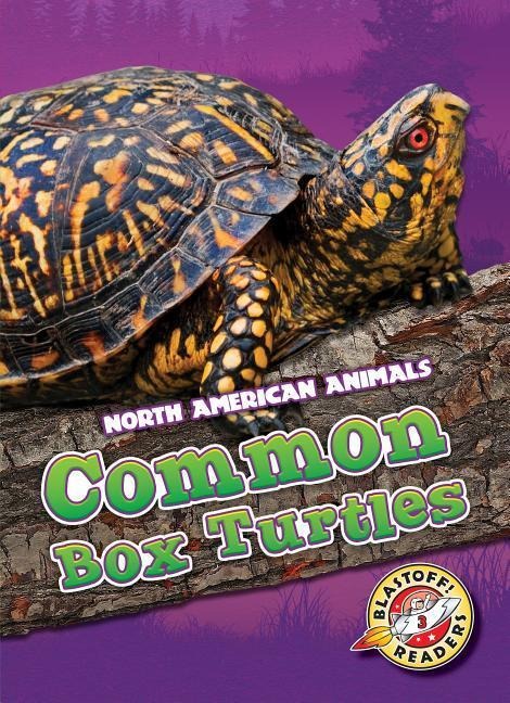 Common Box Turtles
