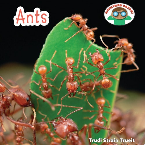 Ants