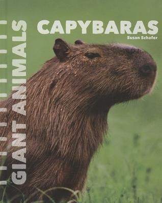 Capybaras