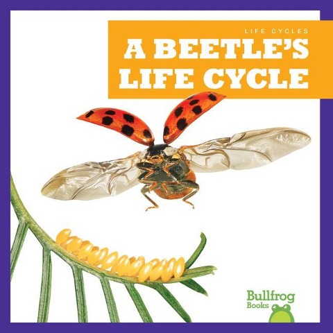 A Beetles Life Cycle