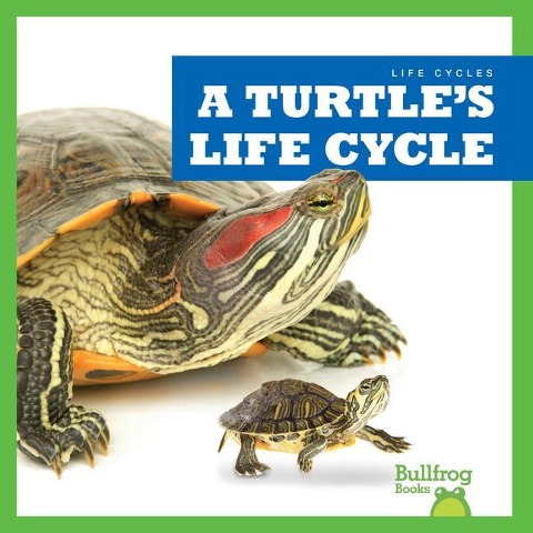 A Turtles Life Cycle