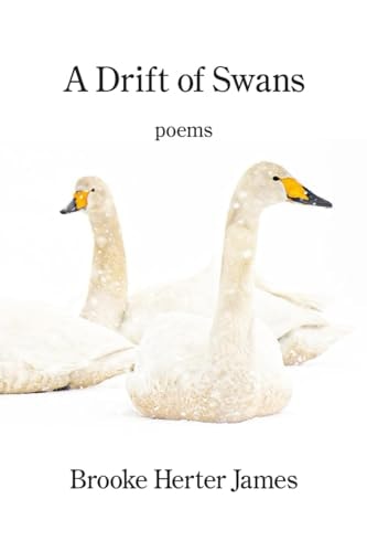 A Drift of Swans