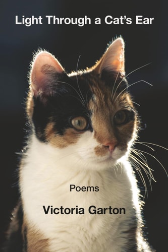 Light Through a Cat's Ear