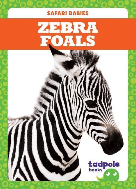Zebra Foals