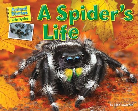 A Spiders Life