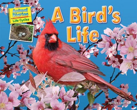A Birds Life