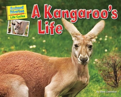 A Kangaroos Life