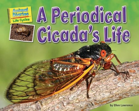 A Periodical Cicadas Life