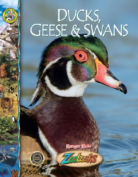 Ducks, Geese and Swans