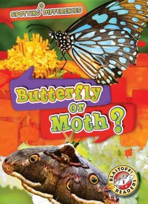 Butterfly or Moth?