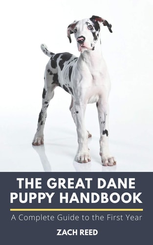 The Great Dane Puppy Handbook A Complete Guide to the First Year