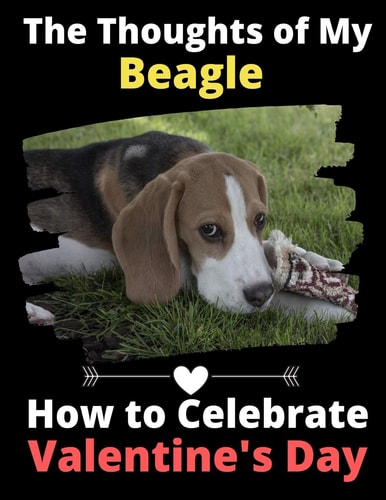 The Thoughts of My Beagle How to Celebrate Valentine's Day