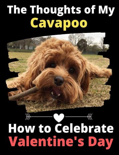 The Thoughts of My Cavapoo How to Celebrate Valentine's Day
