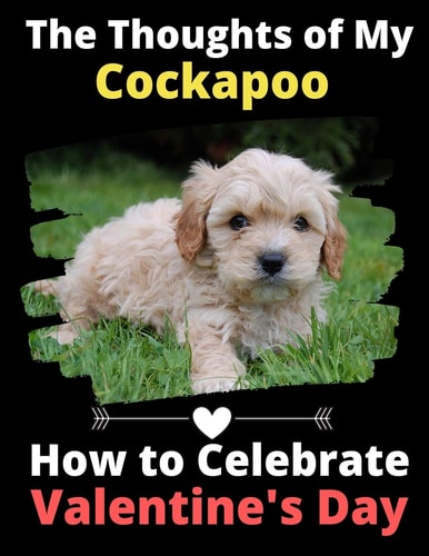 The Thoughts of My Cockapoo How to Celebrate Valentine's Day