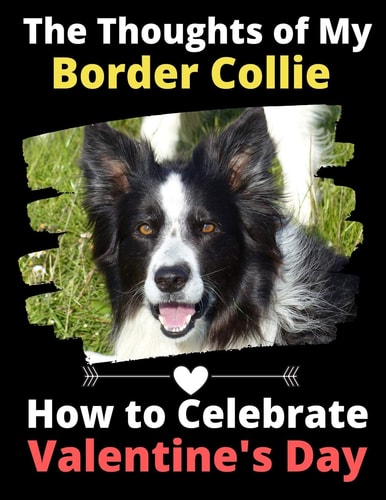 The Thoughts of My Border Collie How to Celebrate Valentine's Day